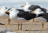 1cy fuscus in August, ringed in Finland. (81365 bytes)